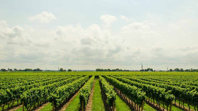 Cata de vinos y visita guiada en Schmitz 24 Brix Wines
