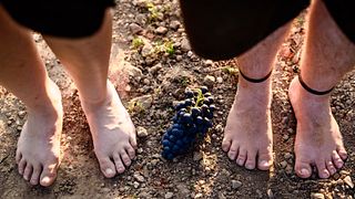 Weinprobe und Führung bei Weinbau Schreiber