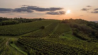 Tringa Wine Estate