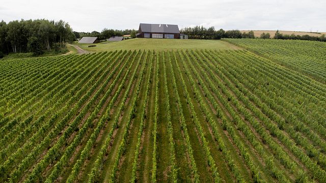 Degustação de vinhos privada e visita guiada à vinha