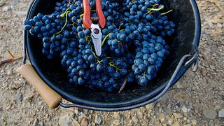 Dégustation et visite de vins au Domaine De Saumarez
