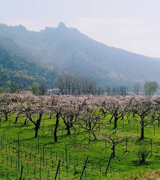 Degustazione guidata di vini