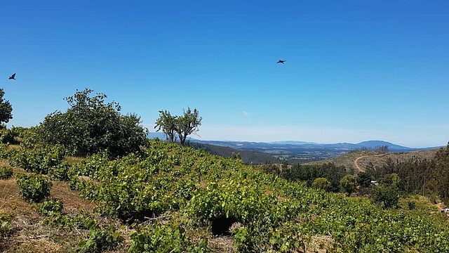 Vinos Mingaco