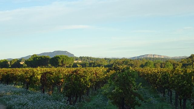 Languedoc-Roussillon Vineyard Tour & Wine Tasting