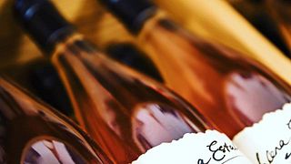 Degustazione e tour presso la Tenuta Salena Wines