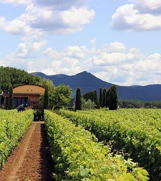 Explore Tuscan Bolgheri: Marchesale Wine & Vineyard Tour