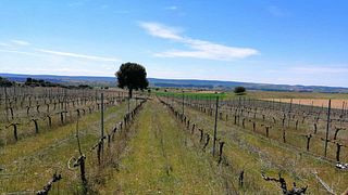 Dégustation à l'aveugle aux Bodegas Palacio de Lerma