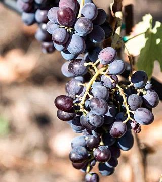 Verkostung einzigartiger Weine im Weingut Dourakis