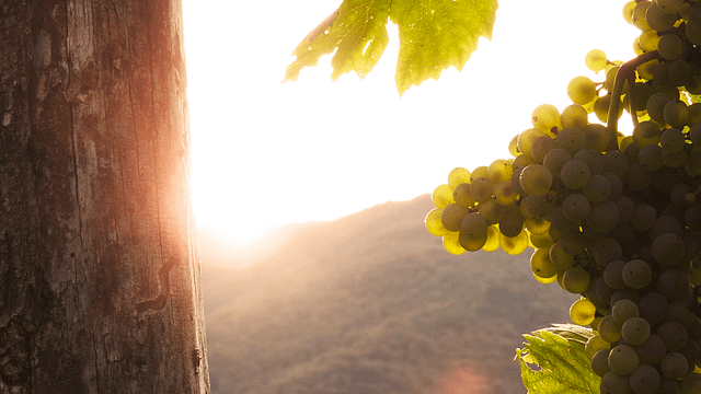 Le Celline Winery