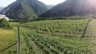 Poggio Azienda Vinicola: A Timorasso Legacy