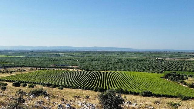 Degustação de vinhos e tour em Rivera