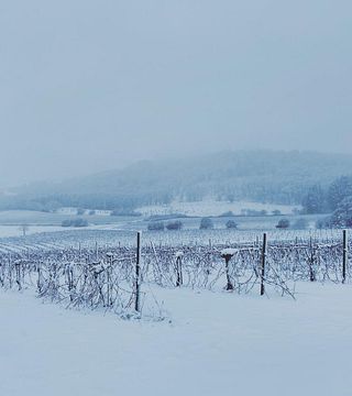 Yamhill Valley Vineyards