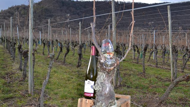 Degustazione di vini e tour in Alsazia Gilbert Ruhlmann Son