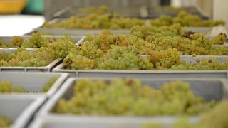 Weinprobe und Tour im Maison Louis Picamelot