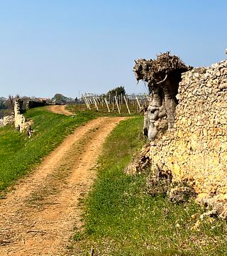 Paseos a caballo por las colinas de Berici | La Pria 