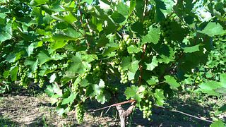 Moldovan Hills Vineyard Wine Journey at Crama Annwine