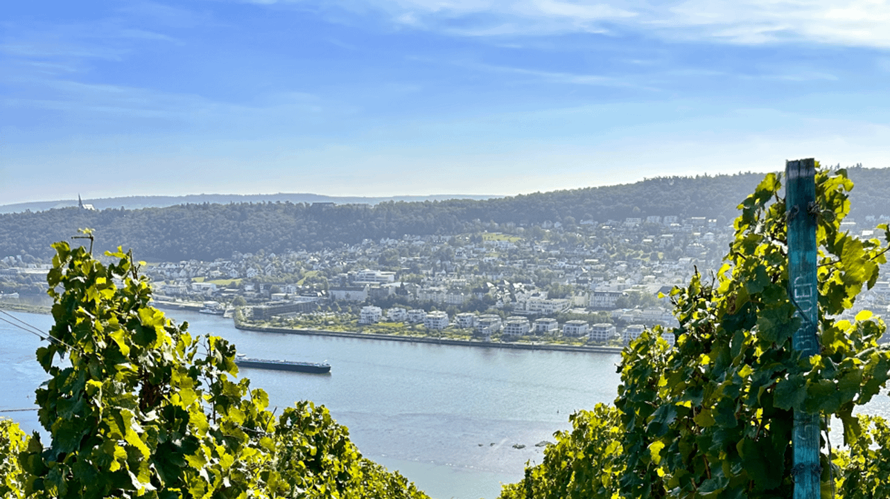 Beba vino durante el tour del vino Rhein-Rheingau y Rheinhessen