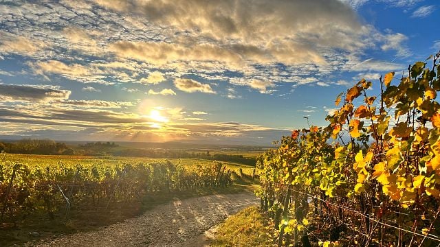 Grape Escape to the Pfalz wine region - tasting the best German Red wines