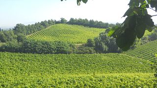 Dégustation de vins et visite à l'Azienda Agraria San Gregorio