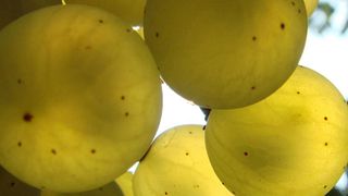 Degustação de vinhos e tour no Domaine de L'Echelette