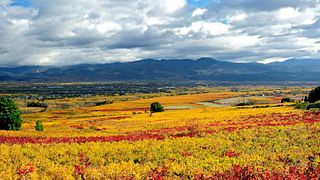 Visita completa ai vigneti e degustazione in cantina.