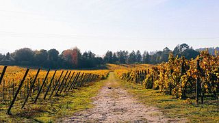 Full vinprovning på Casa De Vilacetinho