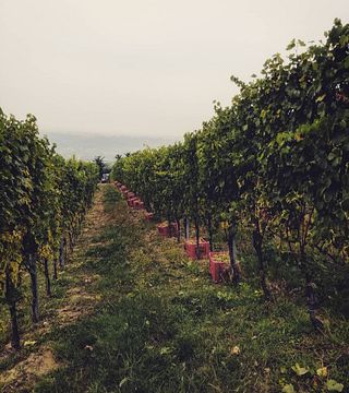 Degustação de vinhos e tour na vinícola Mauro Marengo