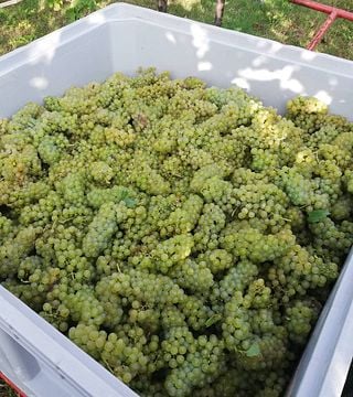 Azienda Agricola Biologica Sgaly Di Tommaso Sgalippa