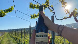 Piedmont Barolo & Cannubi Vineyard Wine Journey