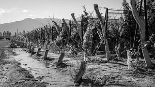 Durigutti Family Winemakers