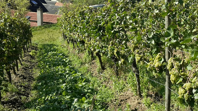 Bioweingut Manuel Engelhard