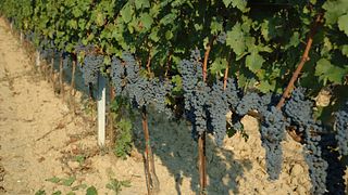 Tenuta Moriano: A Tuscan Gem