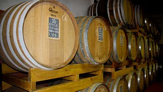Cata de vinos y visita a la bodega ecológica Basile