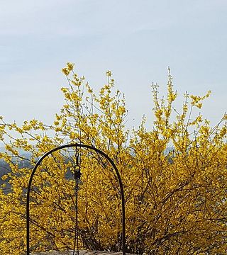 Cascina Belvedere: A Legacy of Piedmont Wines