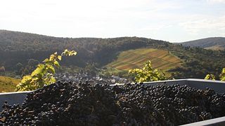 Una degustazione di vini e una visita alla Weingut Kuhnle