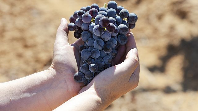 Populär provsmakning och rundtur på Herdade da Ajuda Nova