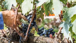 Família Salton Winery