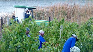 Klein Welmoed Foothills Vineyards