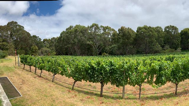 Wine Tasting at Cape Naturaliste Vineyard