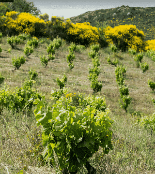 Una noche en la casa del Maestro Vigneron en Grand Guilhem