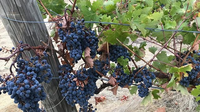 Wawawai Canyon Winery