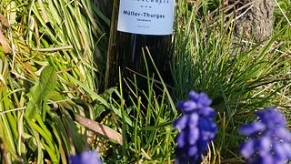 Mannschreck Weine