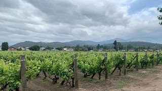 Wine Tasting and Tour at Viña Capitan Pastene