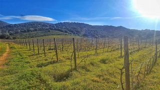 Degustação de vinhos e tour em Colline Del Vento