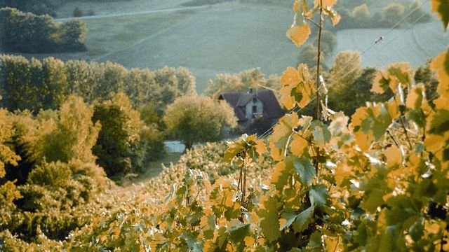 Dégustation de vins et visite du Weinhaus am Main