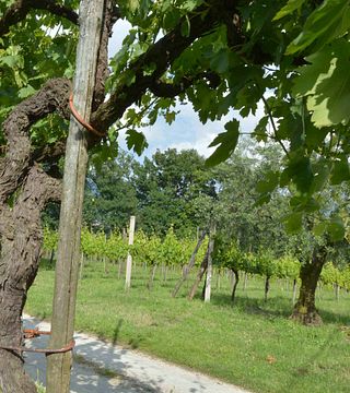 Wine Tasting and Tour at Cantina Del Barone