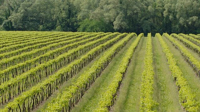 Cata de vinos y visita guiada en Le Rive