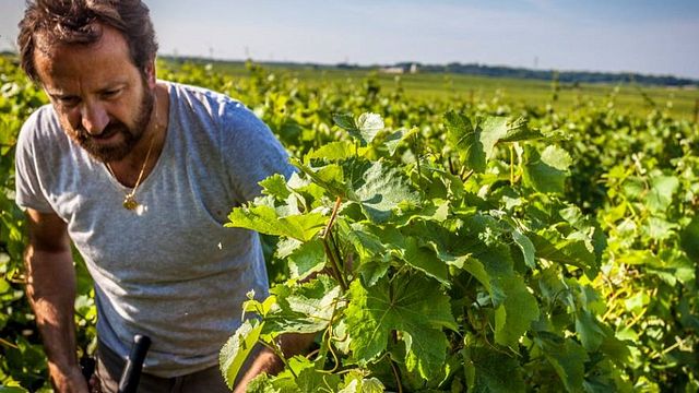Domaine des Roches Neuves