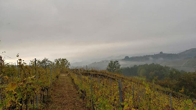Degustação de vinhos e tour na Vigna Riccardo