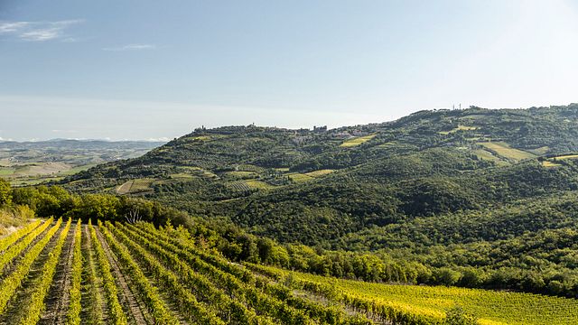 CORTE PAVONE Winery - Brunello di Montalcino